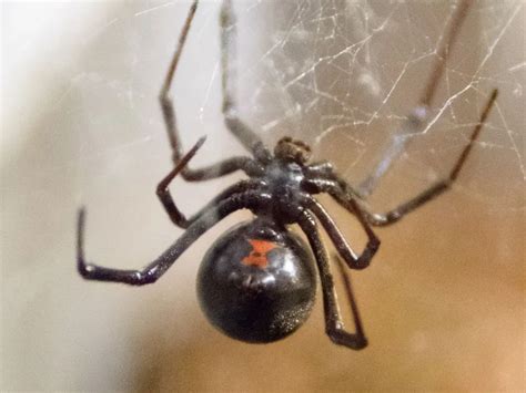 Eight Fun Facts About Black Widows Smithsonian