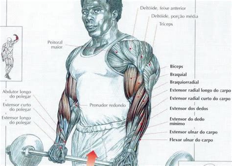 Trabalho De Bíceps Com Variações Muscle Fitness Body Muscle Anatomy