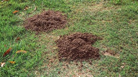 Master Gardeners How To Get Rid Of Gophers And The Mounds They Make