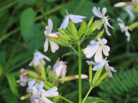 Soapwort Saponaria Officinalis Edible And Medicinal Uses Of The Suds