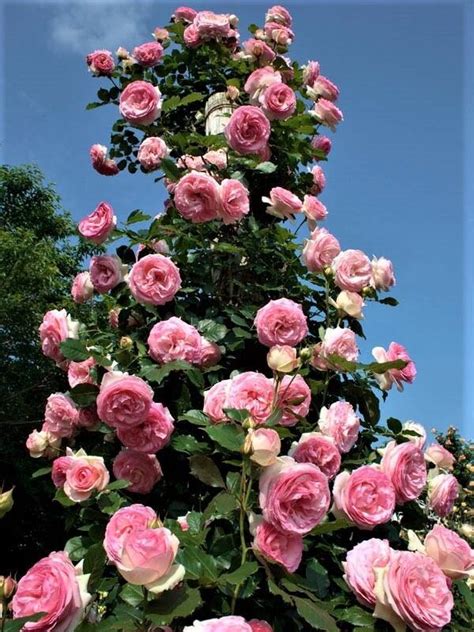 Pierre De Ronsard Eden Rose Catarator Famous Roses