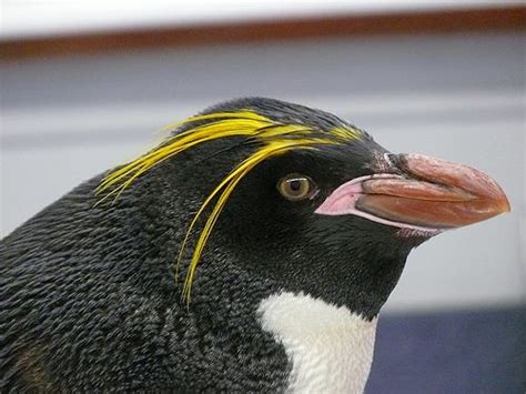 Macaroni Penguin Macaroni Penguin Penguins Macaroni