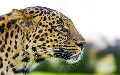 Big Cat Leopard Wallpapers Hd Wallpapers Id 18395