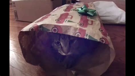 Wrapped Cat Surprises Me Watch Until The End For Fun Unexpected Cats