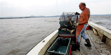 The Hudson And The Lure Of Blue Claws The New York Times