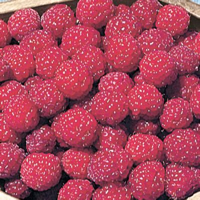 Über 80% neue produkte zum festpreis; Thornless Canby Raspberry | Raspberry, Four seasons ...