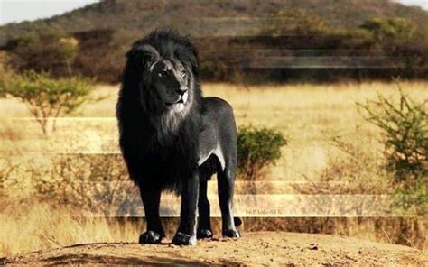 Rare Black Lion Animals Pinterest