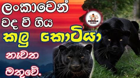 The Real Story Of The Black Tiger That Suddenly Emerged Sri Lanka