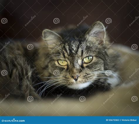 Sweet Cat Look At Camera Close Up Stock Image Image Of Kitty Night