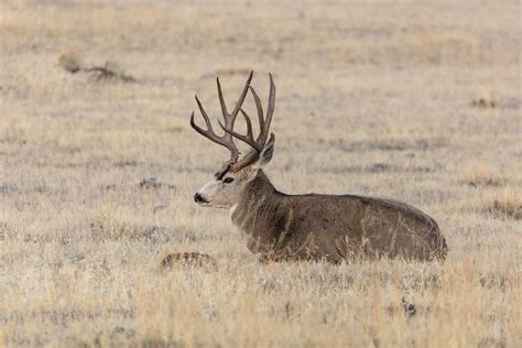 Hunter Dies After Being Attacked By Deer He Had Just Shot Restoring