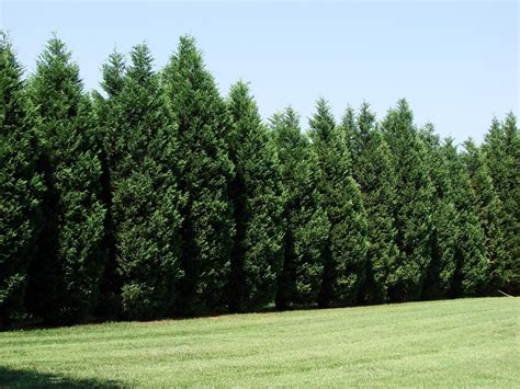 Leyland Cypress Tree Types Of Evergreen Trees Leyland Cypress Trees