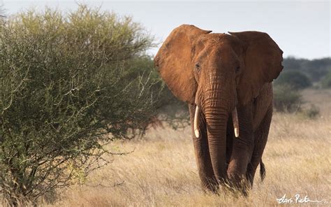 African Savanna Elephant Mammals In Africa Mammals Gallery My