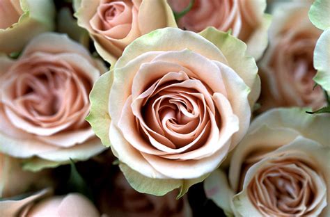 Pale Pink Roses Photograph By Kathy Yates
