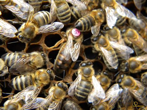 Carniolan Queen Bees Naturally Mated Apiexpert