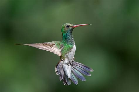 Beija Flor De Garganta Verde Chionomesa Fimbriata Wikiaves A Enciclopédia Das Aves Do Brasil