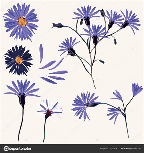 Vector Collection Blue Wild Flowers Design Stock Vector By