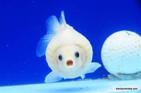 珠鱗 Pearlscale Goldfish Sophie 的花草魚