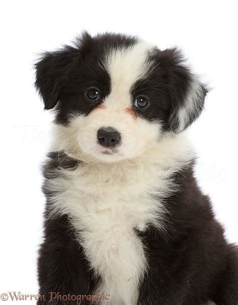 Dog Black And White Border Collie Puppy Photo Wp46503