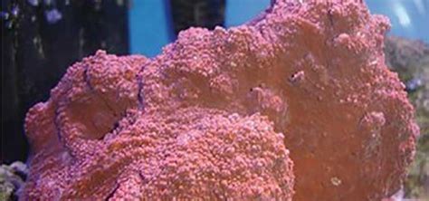 Rock Coral Species Tropical Fish Hobbyist Magazine