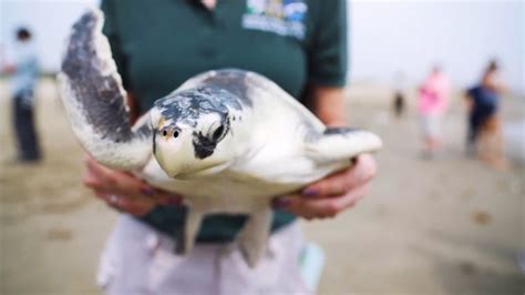 Rescued Endangered Sea Turtles Released Into Gulf Of Mexico Youtube