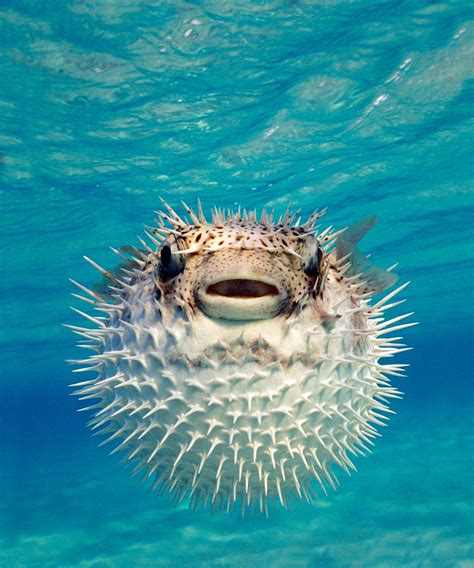Close Up Of A Puffer Fish Bahamas Photograph By Panoramic Images Pixels