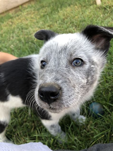 Austrailian Blue Heeler Puppies For Sale Porterville Ca