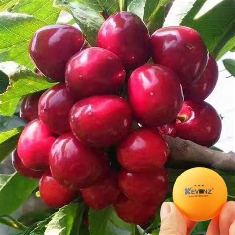 Jual Benih Bibit 5 Biji Buah Black Cherry Ceri LANGKA Big Red Black