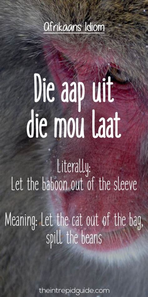 25 Hilarious Afrikaans Idioms That Should Exist In English