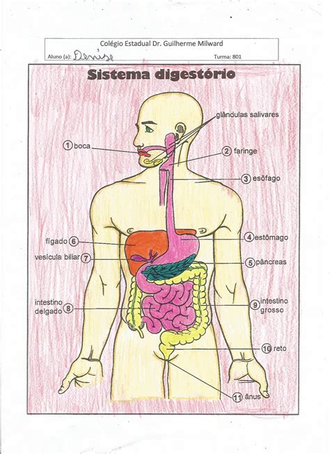 CiênciasEkos Sistema Digestório
