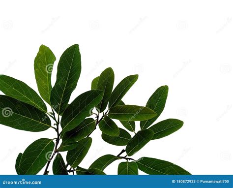 Tree With Green Leaves The Name Of The Plant Is Annona Squamosa Stock