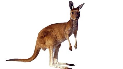 Kangaroo Standing Png Image Purepng Free Transparent