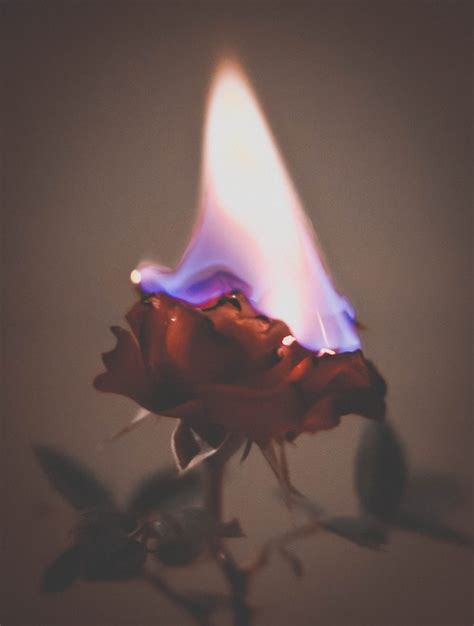 Burning Rose Aesthetic Roses Rose On Fire Aesthetic