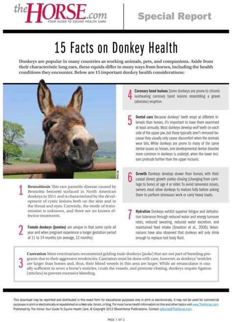 15 Facts On Donkey Health The Horse