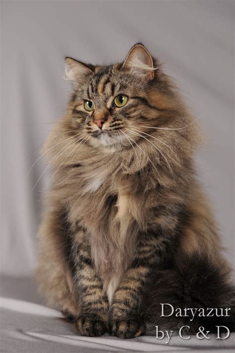 Siberian Cat A Complete Guide To The Unique Siberian Forest Cat Artofit