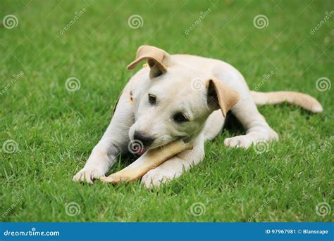 Labrador Puppy Eating Big Bone Stock Image Image Of Chewing Canine