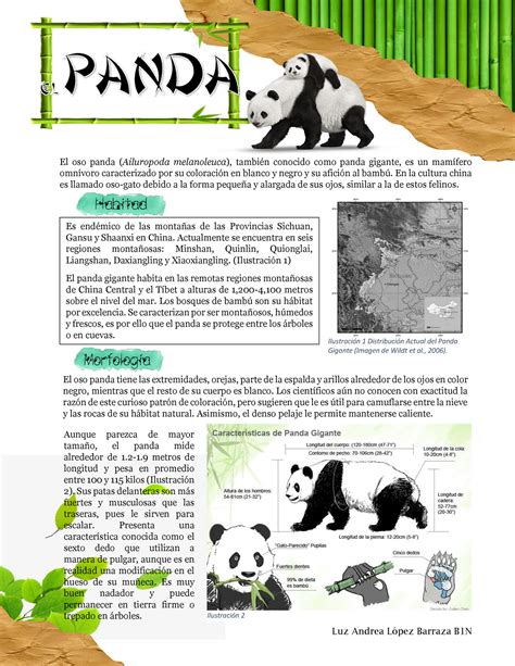 Ontogenia Del Panda El Oso Panda Ailuropoda Melanoleuca También