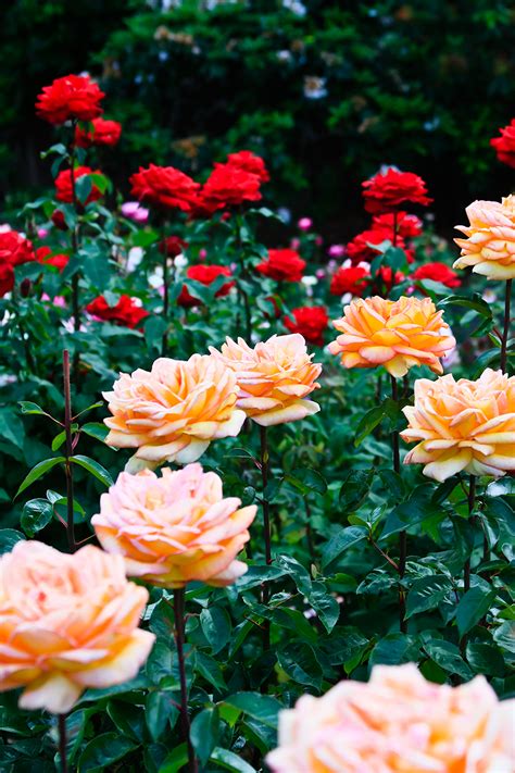 International Rose Test Garden Portland Oregon Partaste