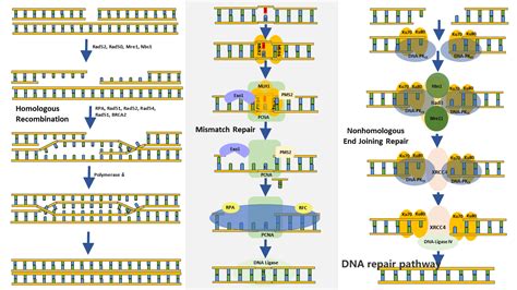 DNA repair pathway 信号通路 上海易博远生物科技有限公司