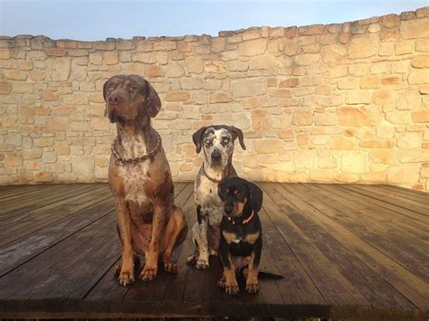 Catahoula Leopard Dog Breed Info Pictures