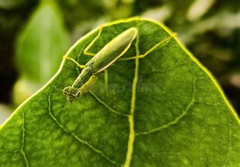 Green Bug On A Leaf Stock Photo Image Of Moth Animal 213449294
