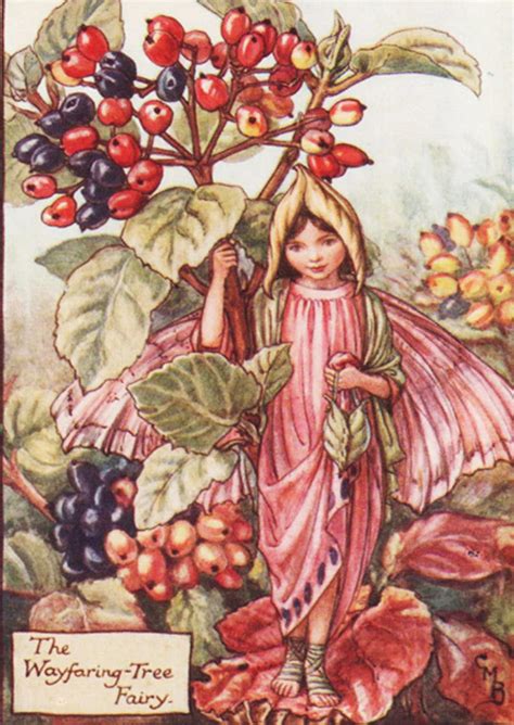 Flower Fairies The Wayfaring Tree Fairy Vintage Print C1930 Etsy