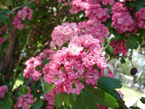 Jun 10, 2019 · think of the papery winged fruits of maple, the nuts of chestnut, the acorns of oak, the catkins of willow, the berries of hawthorn and the cones of alder (pictured). New Utah Gardener: Hawthorn - Small Waterwise Tree For ...