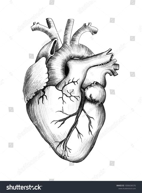 Pencil Drawing Heart Realistic Illustration Ilustración De