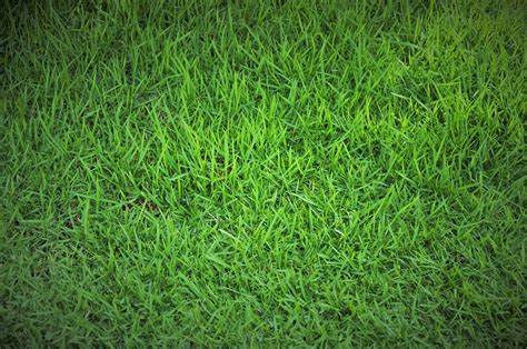 Free Photo Grass Green Grass Lawn Green Free Image On Pixabay