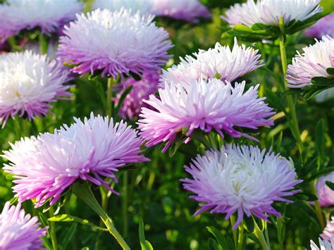 Wallpaper Autumn Flowers Asters 1920x1440 Hd Picture Image