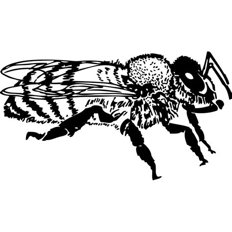 Bee Svg Queen Bee Svg Honey Svg Bee Clipart Dxf Png Eps 418252 Porn