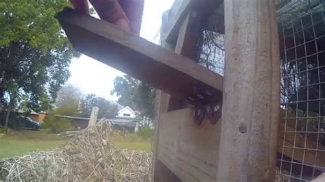 Cats don't like walking on the wire surface, and. How to make a cat proof trap for Pigeon loft (it's so easy ...
