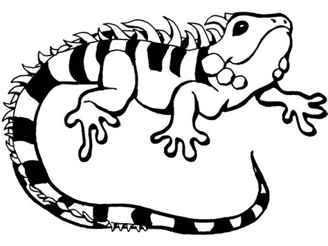 Download Iguana coloring pages to download and print for free