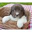 Petland Puppies Cutest Big Dog Breeds