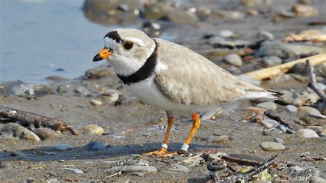 Piping Plovers Nesting On Toronto Islands